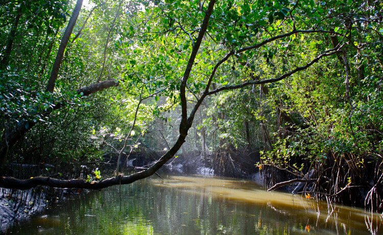 Floresta Tropical Daintree, Austrália