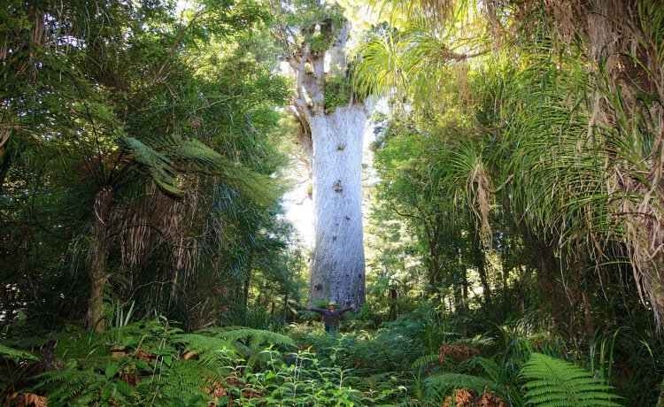 Floresta Waipoua, Nova Zelândia