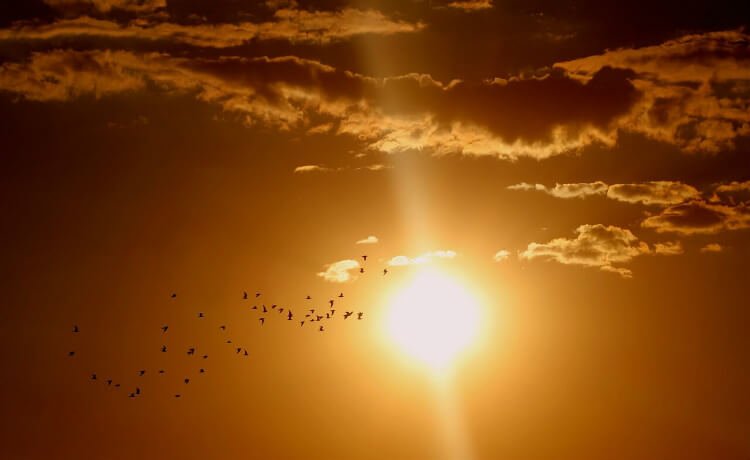 sol