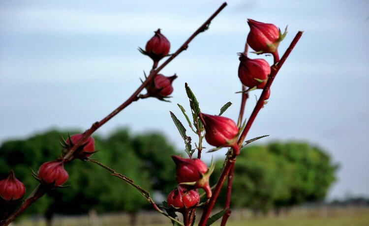 Vinagreira (Hibisco) pancs