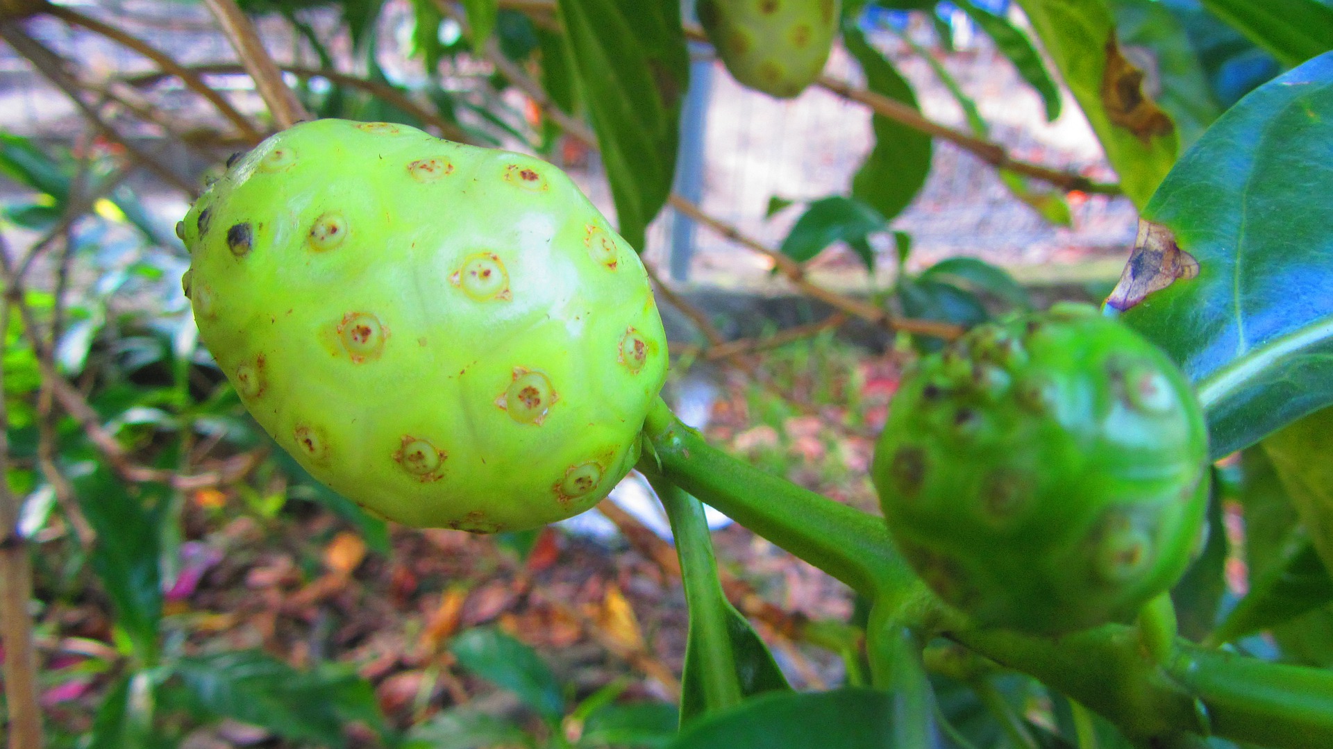 Noni: a “fruta proibida” no Brasil - eCycle