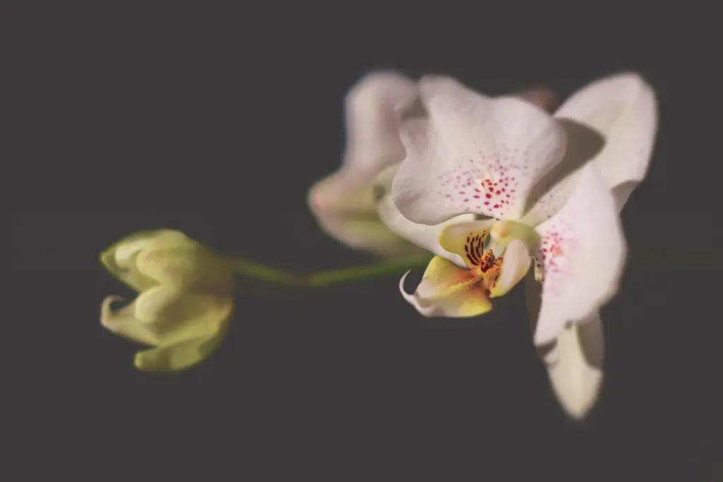 Orquídeas