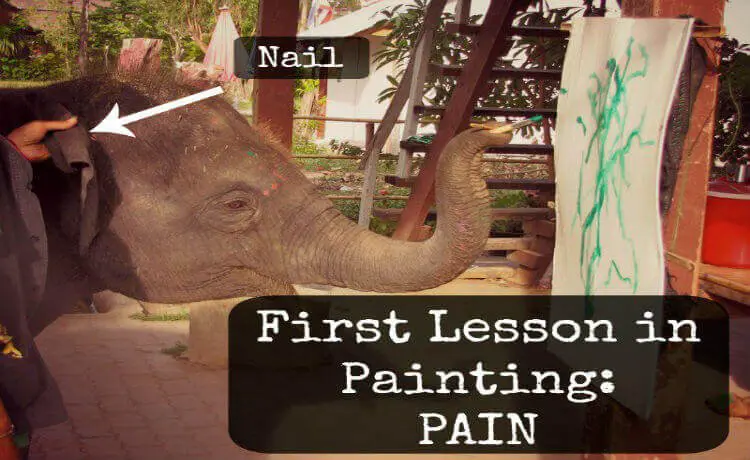 os mahouts coordenam os movimentos do animal com pregos escondidos atrás da orelha