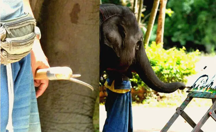 mahouts usam pregos, ganchos e troncos