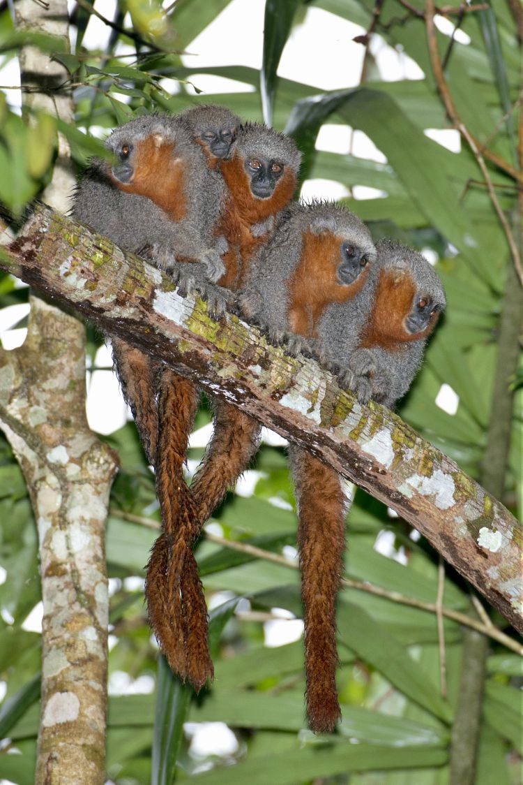 Macaco zogue-zogue-rabo-de-fogo (Plecturocebus miltoni)