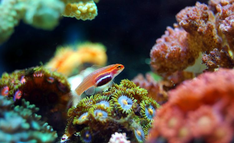 ONU alerta para questão dos corais