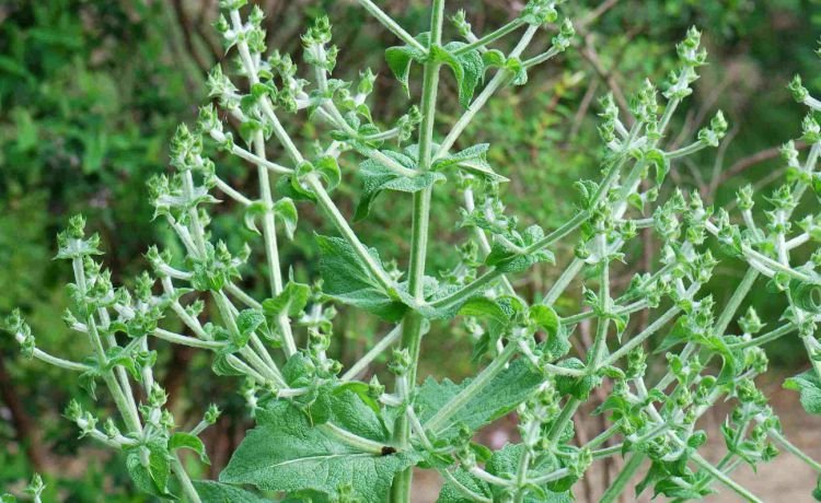 Salvia hispânica salvia