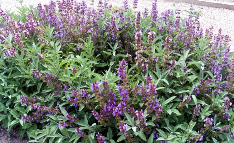Salvia officinalis salvia
