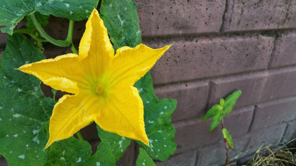 Flor da abobrinha A abobrinha é uma planta trepadeira