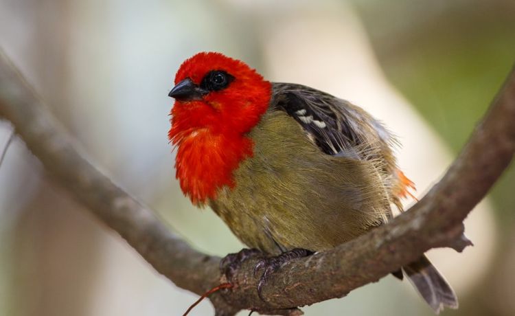 pássaro vermelho