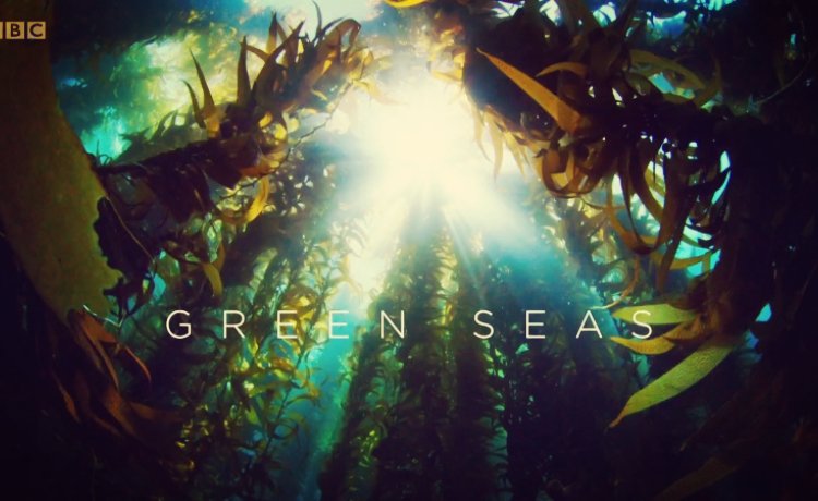 Episódio 5: Verdes Mares