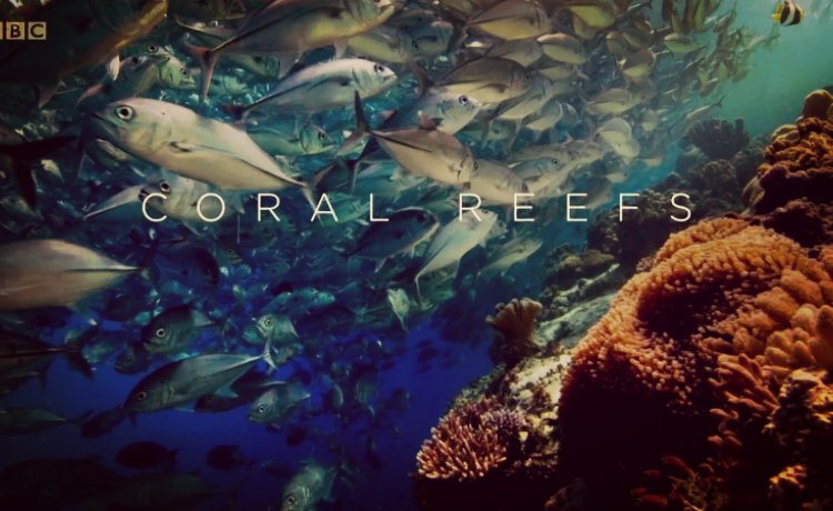 Episódio 3: Recifes de Coral