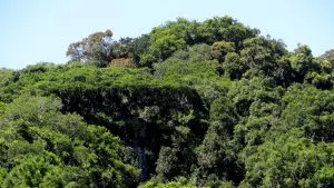 Floresta tropical subcaducifólia