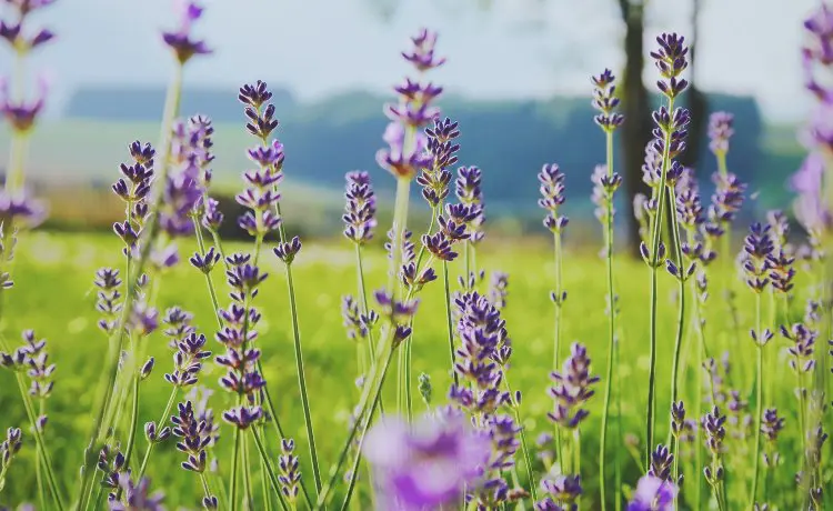 óleo essencial para dormir