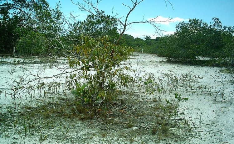 bioma amazônico