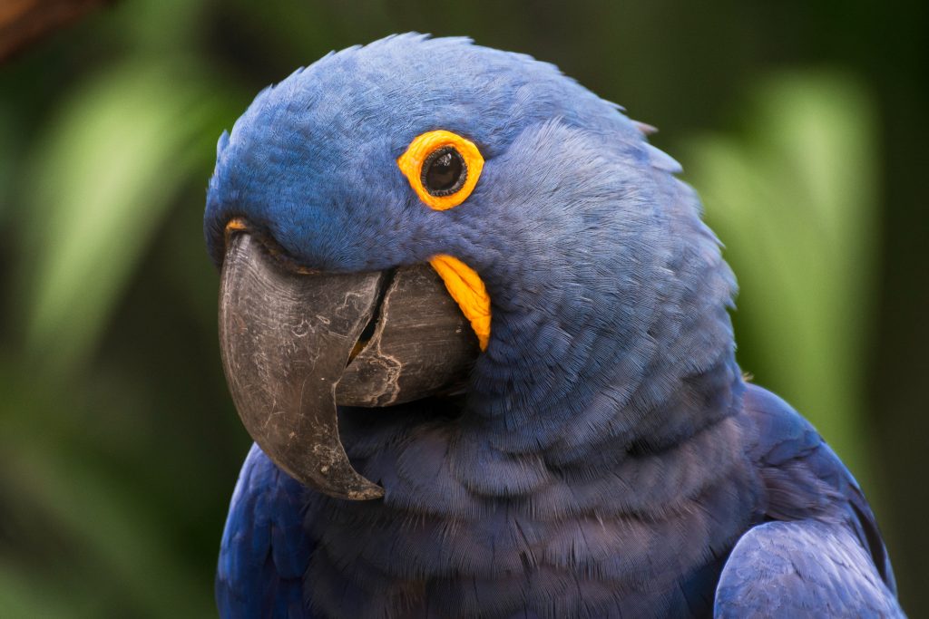Arara-azul