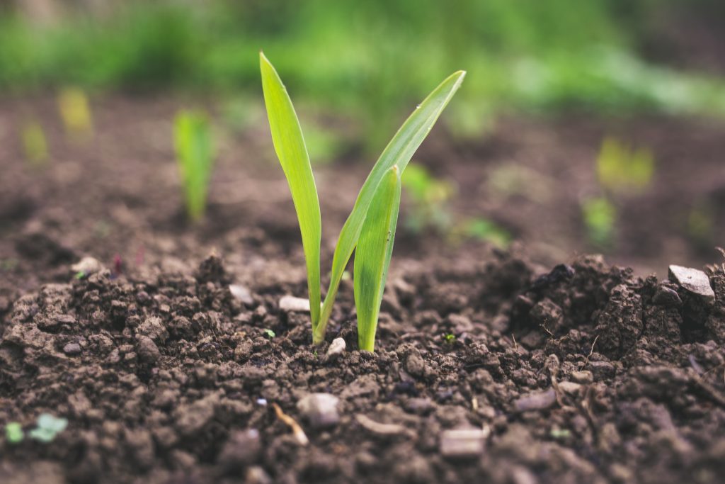 Agricultura regenerativa