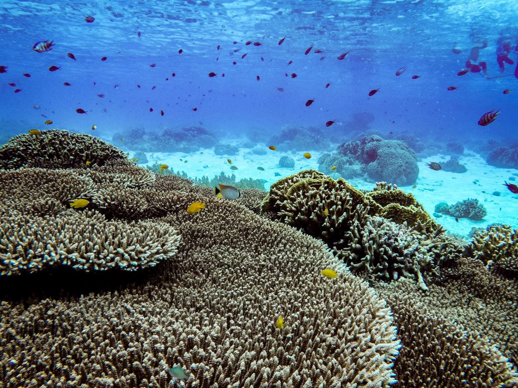 Branqueamento dos corais