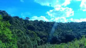 Conservação ambiental