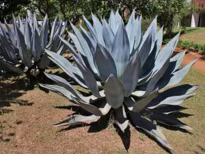 agave-azul