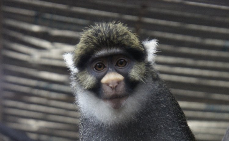 Macaco-de-Sclater