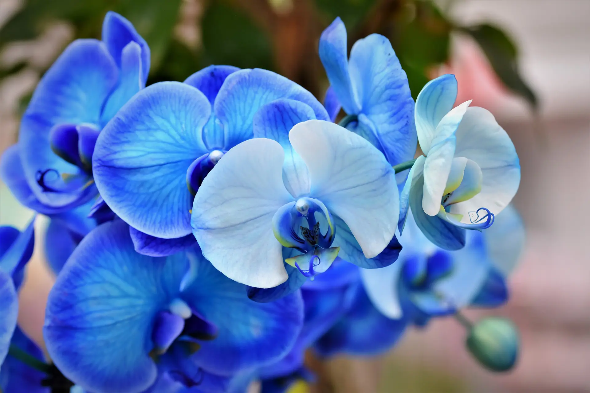 Como cuidar de orquídeas: dicas práticas e seguras - eCycle