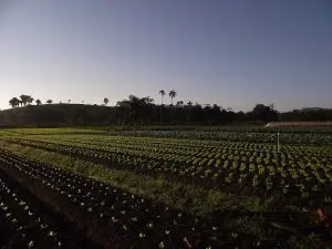 Agricultura sustentável