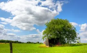 Árvore sob um céu com nuvens