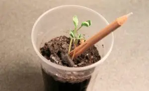 lapis-que-vira-planta