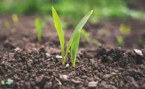 Agricultura de baixo carbono