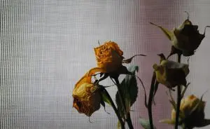 planta-rosa-morrendo
