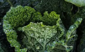 Couve-benefícios-e-riscos-do-consumo