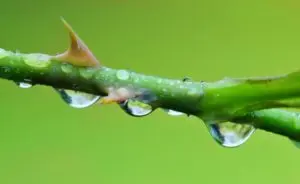 Gotas de água no galho