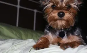 cachorro deitado na cama