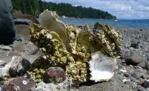 contaminação por cádmio
