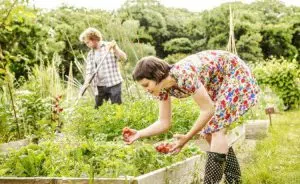 Inseticida natural e controle de pragas na horta