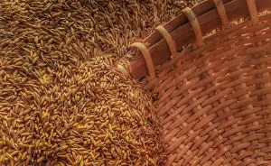 Óleo de gérmen de trigo