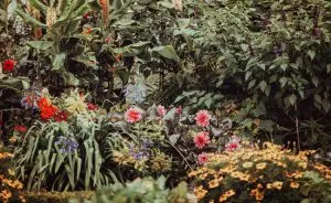 plantas-companheiras