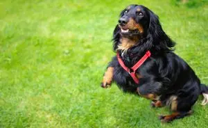 Pasta de dente para cachorro