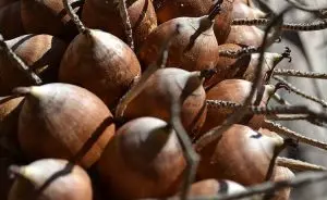 Óleo de coco babaçu