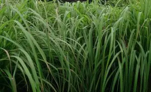 hidrolato-de-citronela