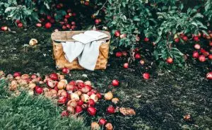 Desperdício de alimentos preocupa a FAO