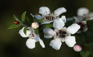 manuka-flower-750