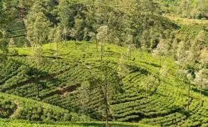 sistemas-agroflorestais