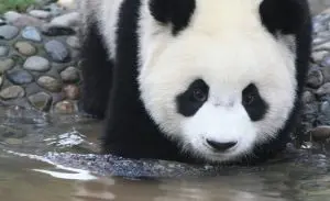panda