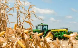 plantação de milho