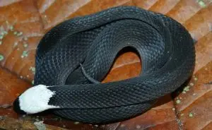 Sucuri: conheça a maior serpente do mundo - eCycle
