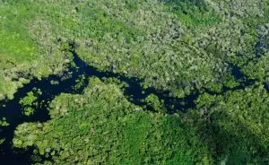 amazonia-estudos-750