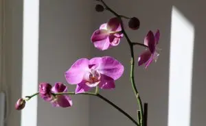 orquídeas
