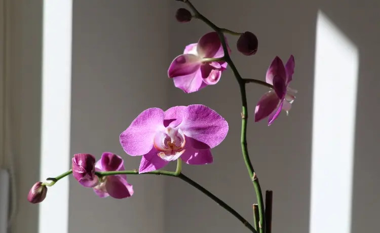 Orquídeas: o que é preciso saber - eCycle